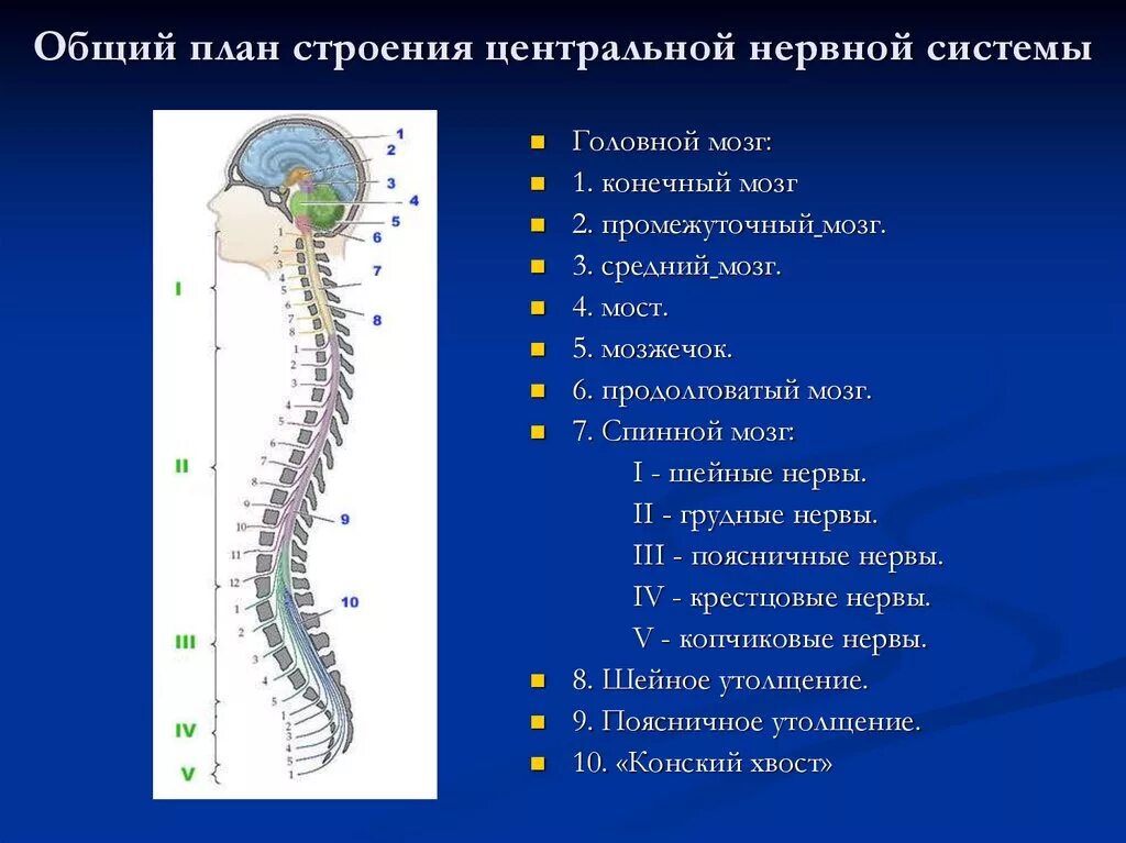 Расположение отделов спинного мозга. Структуры центральной нервной системы. Строение центральной нервной системы. Структуры центральной нервной системы строение. Центральная нервная система (ЦНС): отделы, строение, функции..