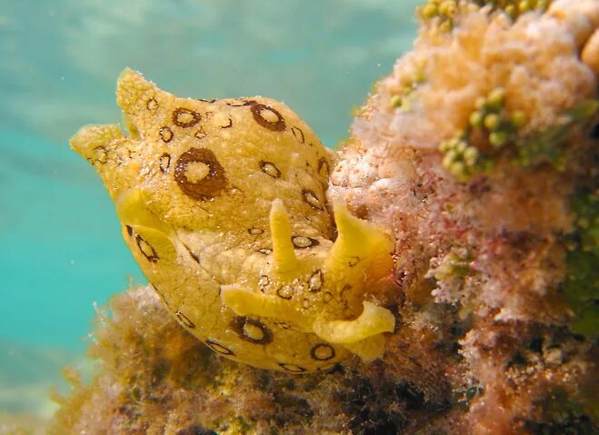 Моллюском аплизией. Морской заяц моллюск аплизия. Морской заяц Aplysia. Аплизия морской кролик. Аплизии морские зайцы.