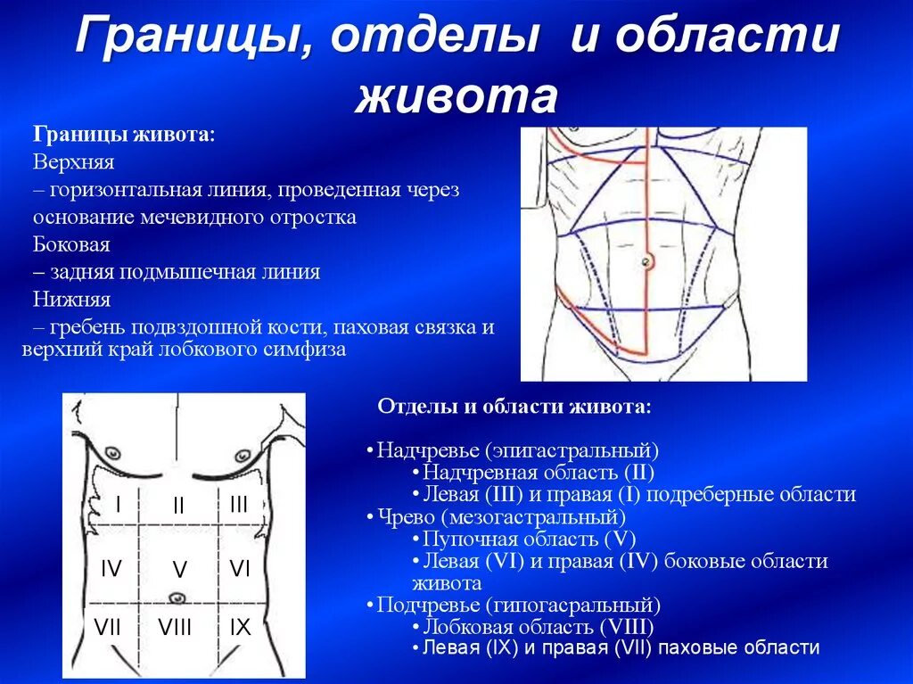 Живот границы отделов и областей. Линии и области живота. Топографические линии и области живота. Анатомические области живота.