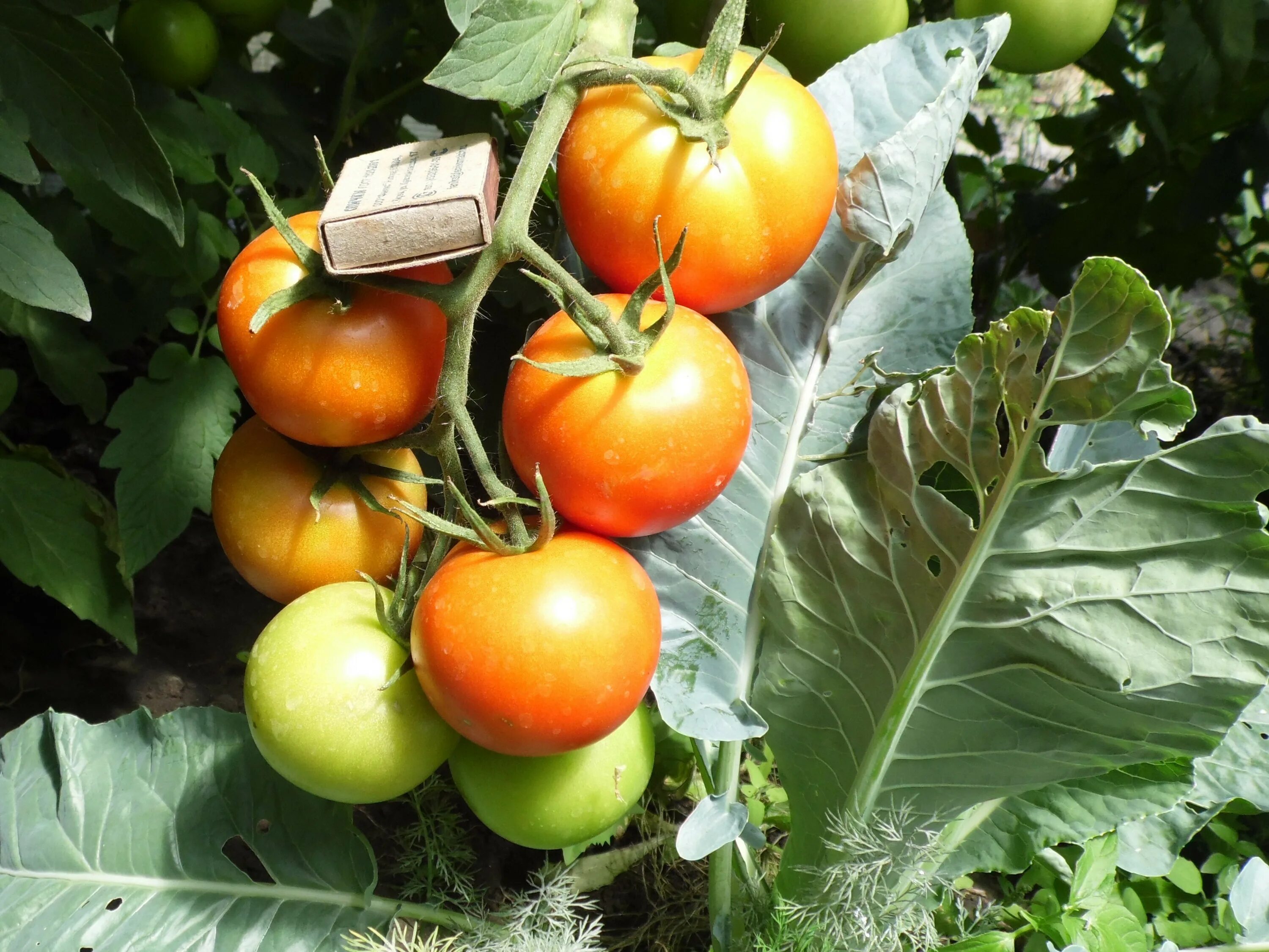 Помидоры интуиция фото. Сорт помидор интуиция. Томат интуиция отзывы урожайность. Сорт томата интуиция. Томат интуиция f1.