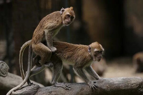 Обезьяны сношаются. Обезьяны сношаются. Шимпанзе спариваются. Обезьяны сношаются. Размножение обезьян.