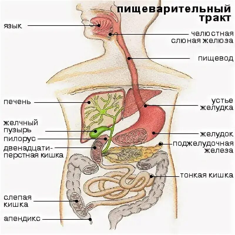Кишечный тракт что входит. Схема расположения желудочно кишечного тракта. анатомия пищеварительного тракта человека. строение желудочно-кишечного тракта. схема расположения органов пищеварительной системы человека.
