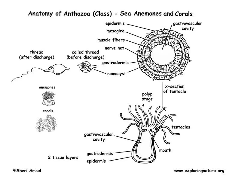 Актиния строение тела. Коралловые полипы строение. Коралловый полип актиния строение. Коралловые полипы (Anthozoa).