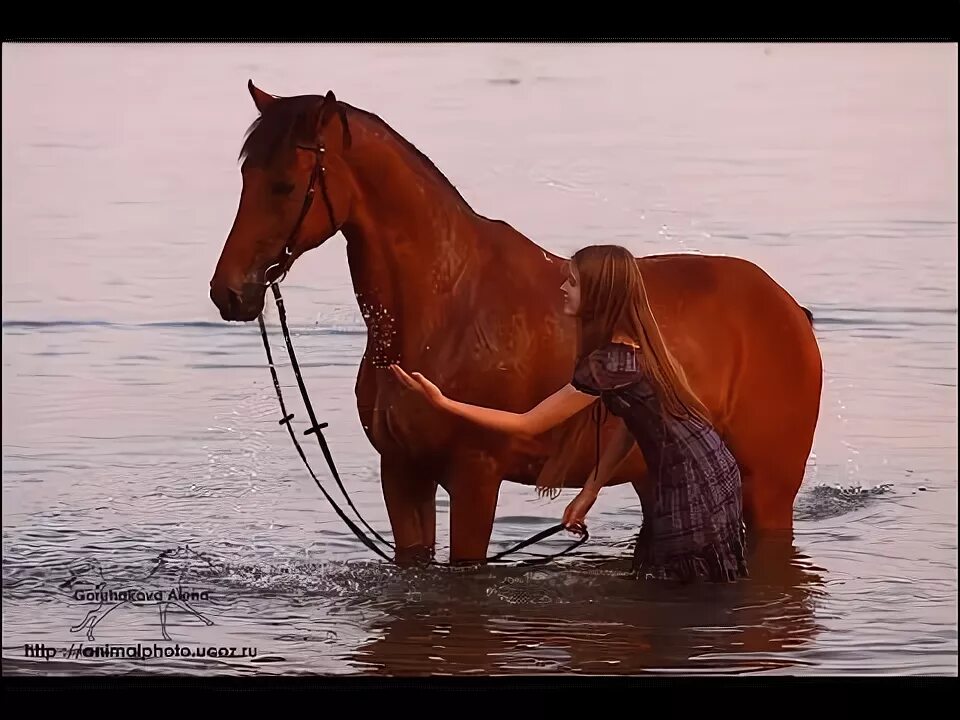Красный конь земляне. Фигуры красных коней красноярск. Красный конь картина автор. Хутор красный конь. Красный конь картина.