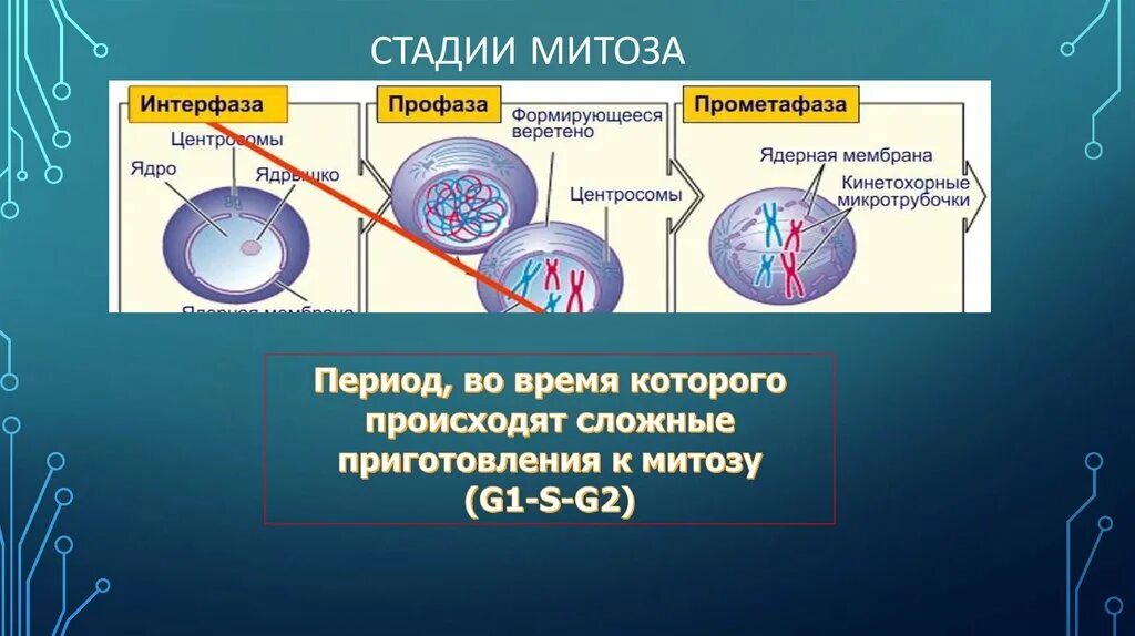 Процессы происходящие в интерфазе. Ядро в период интерфазы. Кинетохорные микротрубочки. Составьте упрощенную схему митоза. 3 этапа интерфазы