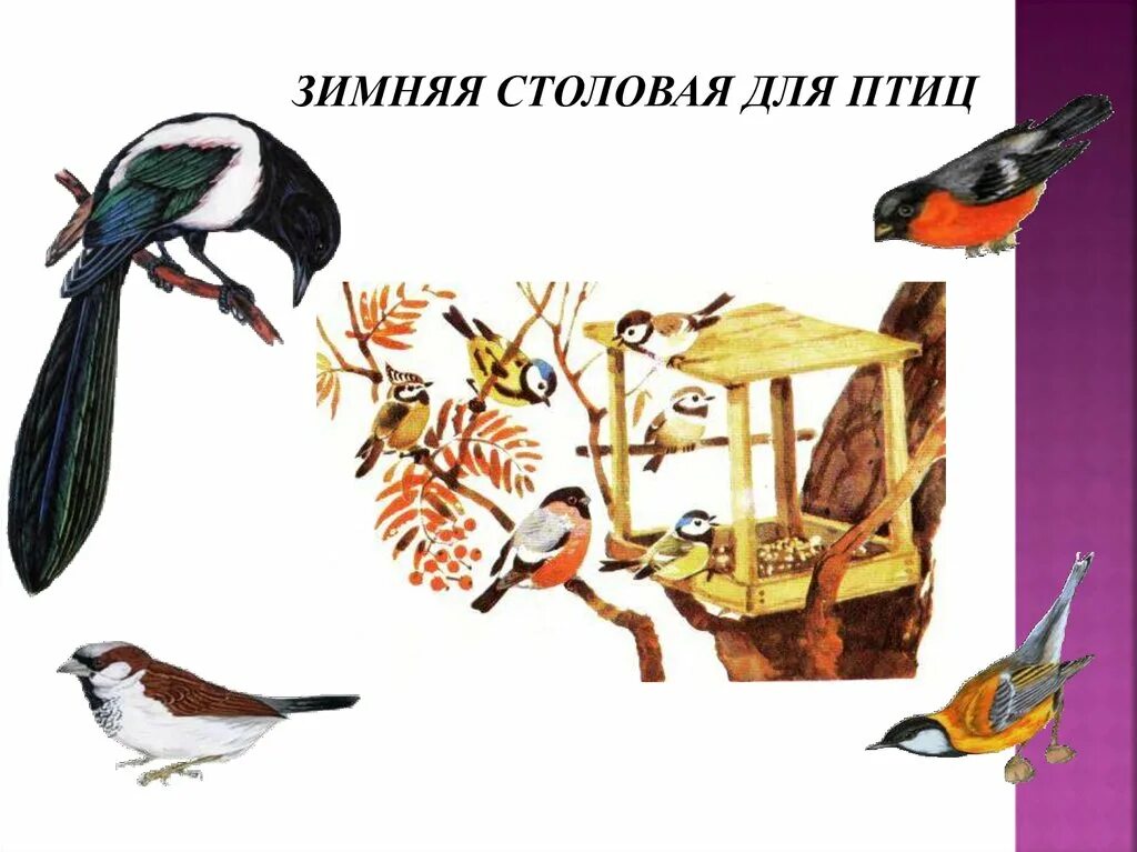 Столовая для пернатых. Проект зимняя столовая для птиц. Кормушка столовая для птиц. Кормушка столовая для птиц. Кормушка для птиц.