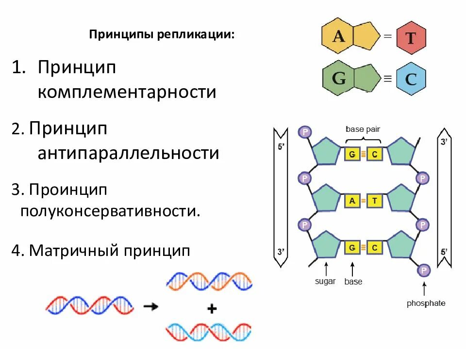 Какая цепь днк матричная. Строение ДНК антипараллельность. Принцип комплементарности ДНК схема. Принципы репликации ДНК. Принципы репликации ДНК комплементарность.