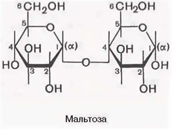 Мальтоза где содержится