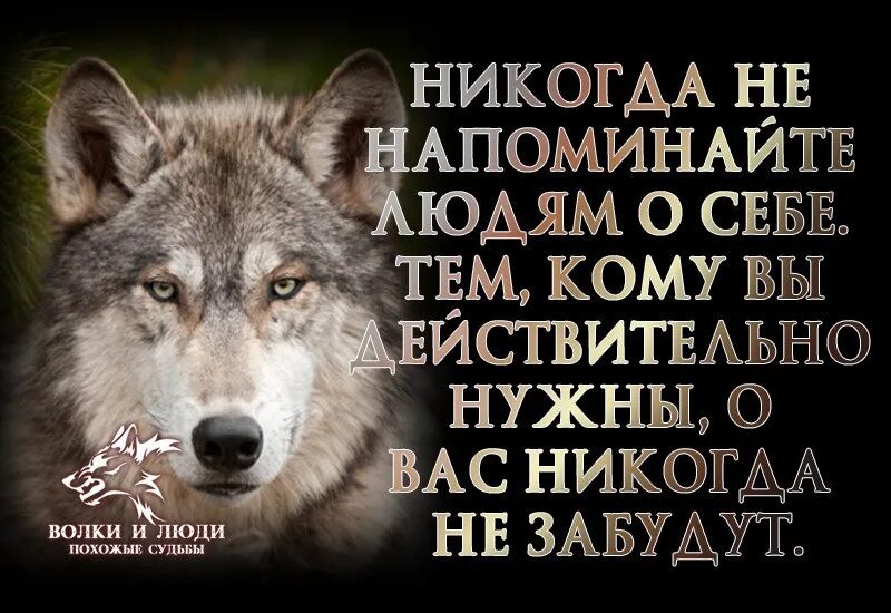 Волки в жизни человека. Мудрость волка. Мудрость Волков. Мудрый волк. Мудрые слова волка.