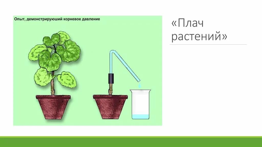 У какого растения корневое давление сильнее. Опыты с растениями. Опыты по физиологии растений. Эксперименты с растениями для дошкольников. Опыт Корневое давление.