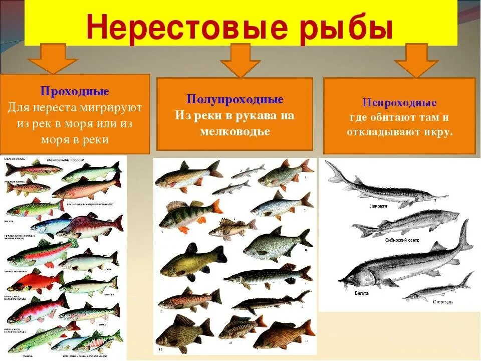 Проходные рыбы. Представители проходных рыб. Проходные и непроходные рыбы. Анадромные виды рыб это.