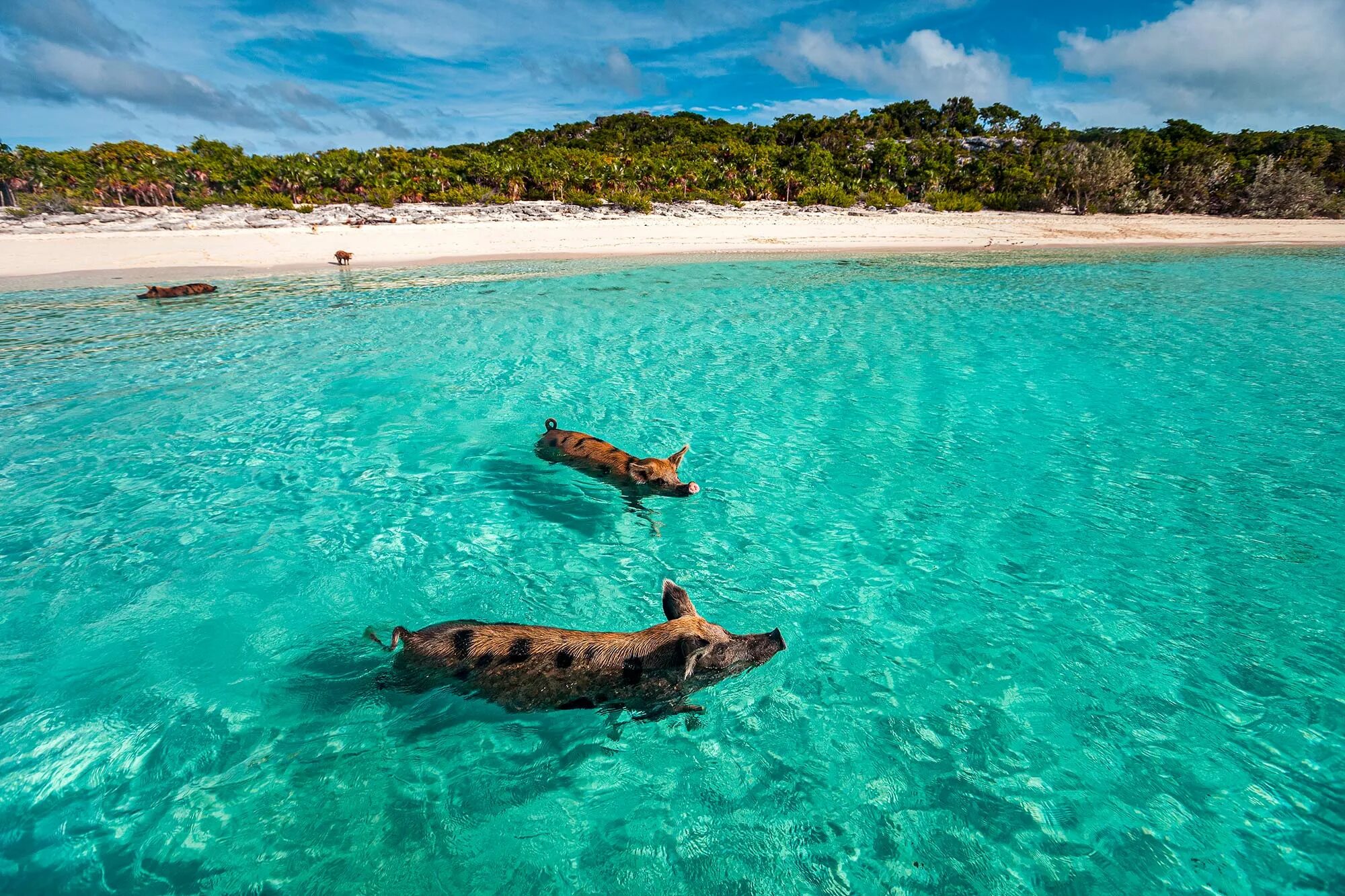 Bahamas islands. Багамские острова остров Эксума. Остров Эксума Багамы свинки. Остров Пиг Бич Багамы. Архипелаг Эксума.