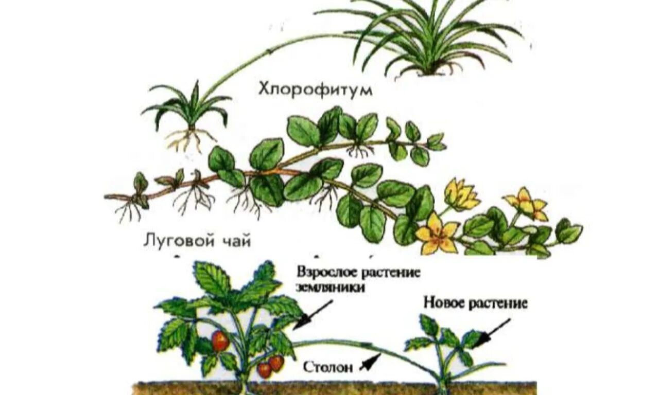 Рисунок размножение растений. Вегетативное размножение растений. Размножение растений вегетативным способом усиками. Вегетативное размножение цветковых растений рисунок. Вегетативное усами бесполое размножение.
