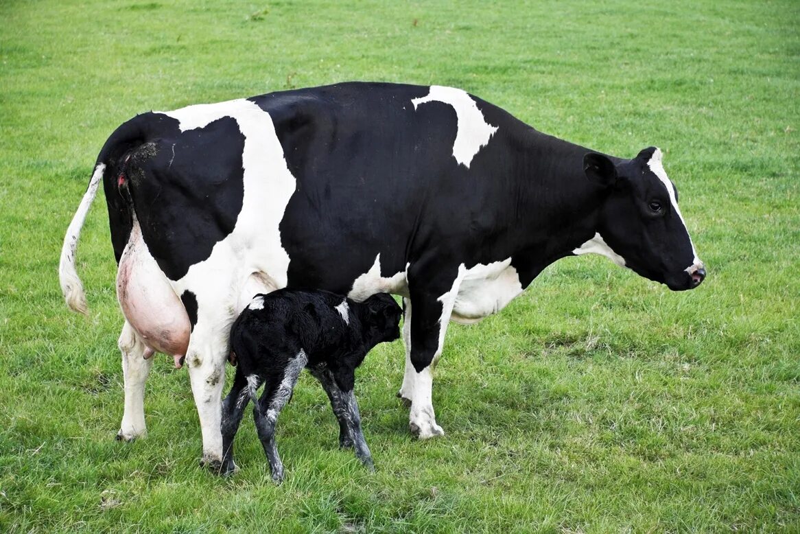 Крс что это такое. Корова. Новотельные коровы. Коровы и телята. Корова фото.