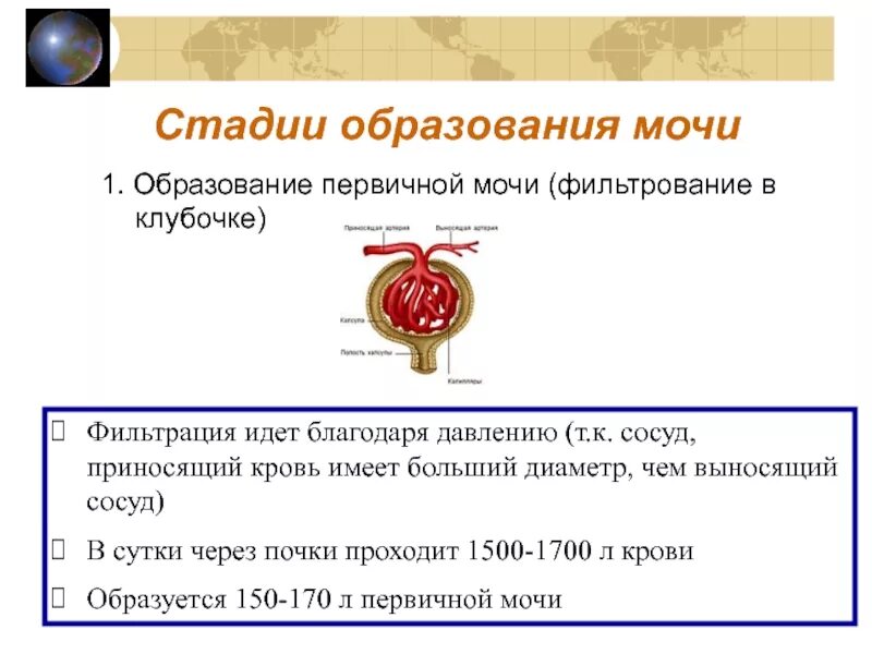 Сколько литров первичной мочи. Образование первичной мочи. Этапы образования мочи. Фазы образования мочи. Стадии образования мочи.