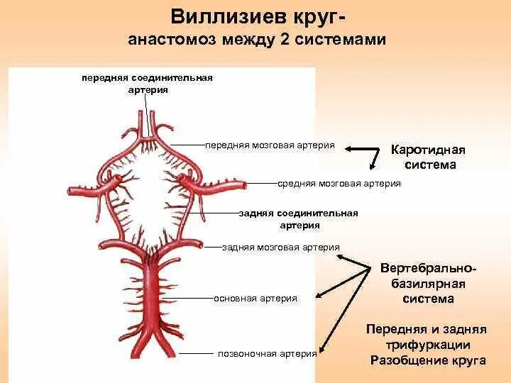 Виллизиев круг сосуды. Артериальный круг большого мозга схема. Кровообращение головного мозга Виллизиев круг. Внутренняя Сонная артерия Виллизиев круг. Схема артериального круга головного мозга.