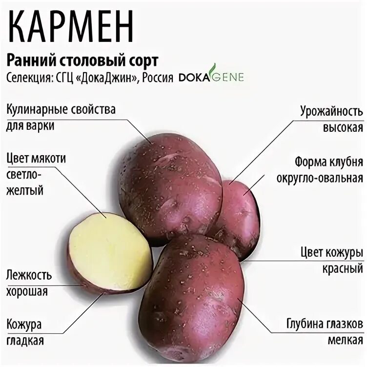 Сорт картофеля гулливер характеристика