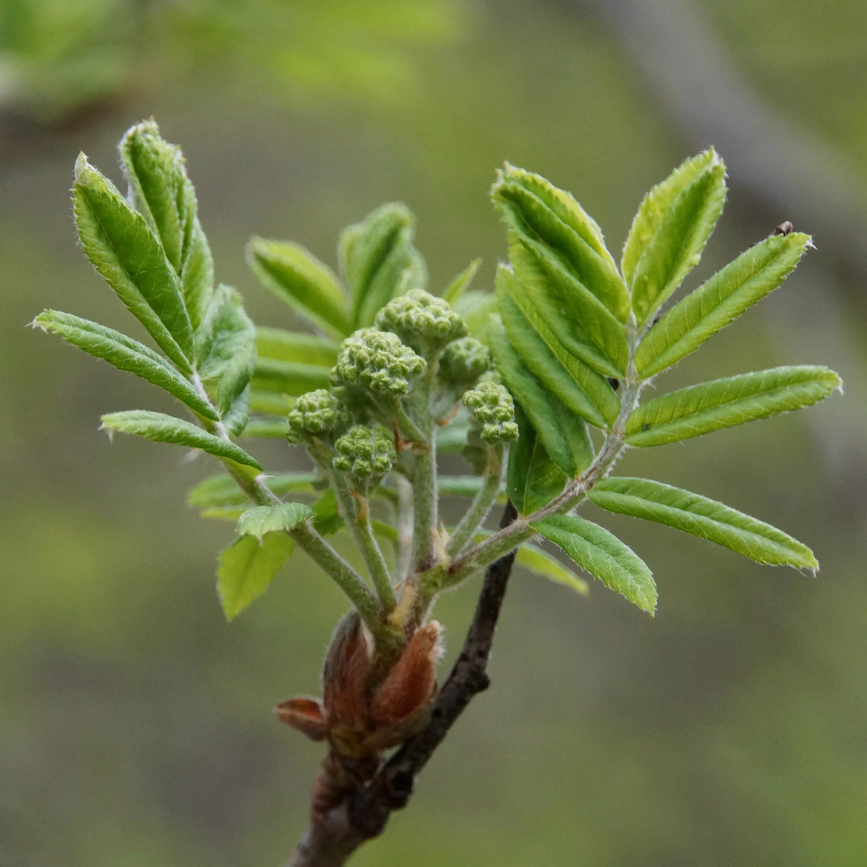 Почему молодые побеги. Sorbus aucuparia побег. Рябина обыкновенная побег. Рябина обыкновенная почки. Рябина обыкновенная листья.