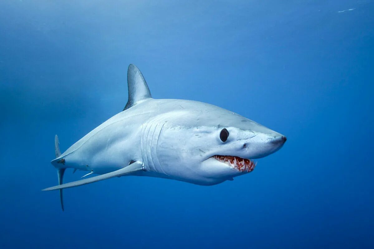 Акула мако опасна ли для человека. Акула мако. Серо голубая акула мако. Сельдевая акула мако. Акула-мако (серо-голубая акула).