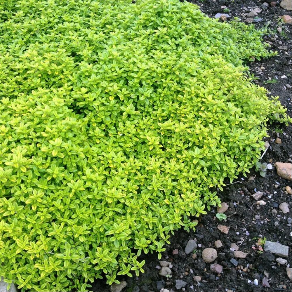 Тимьян лимоннопахнущий (thymus citriodorus). Тимьян лимоннопахнущий aureus. Тимьян ползучий лимоннопахнущий. Тимьян ползучий лимонный. Тимьян лимоннопахнущий aureus.
