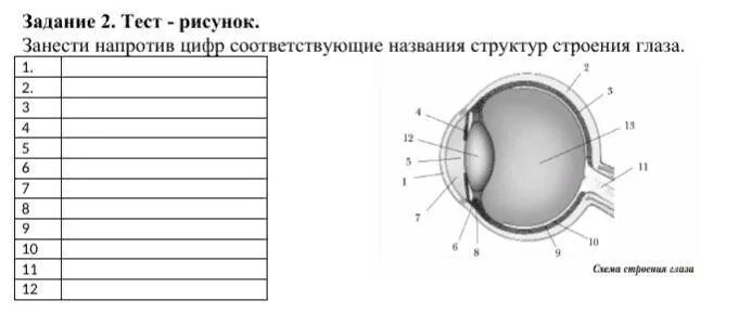 Строение глаза рисунок из учебника по биологии 8 класс. Строение глазного яблока ОГЭ. Строение глаза 8 класс биология Пасечник. Строение глаза учебник по биологии.