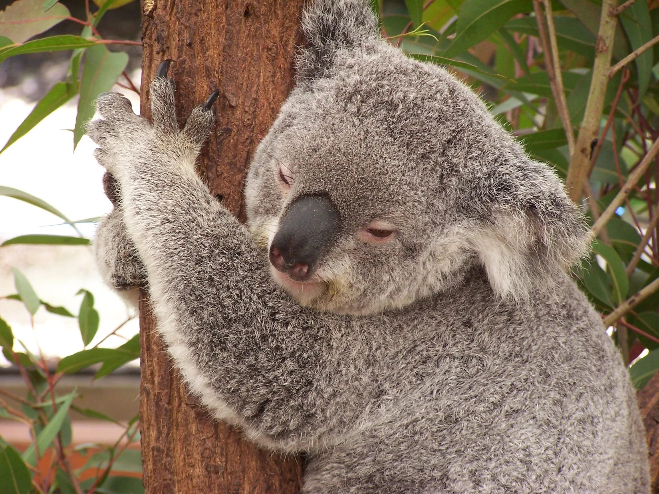 Коала в Австралии. Эндемики Австралии коала. Животный мир Австралии коала. Лысая коала.