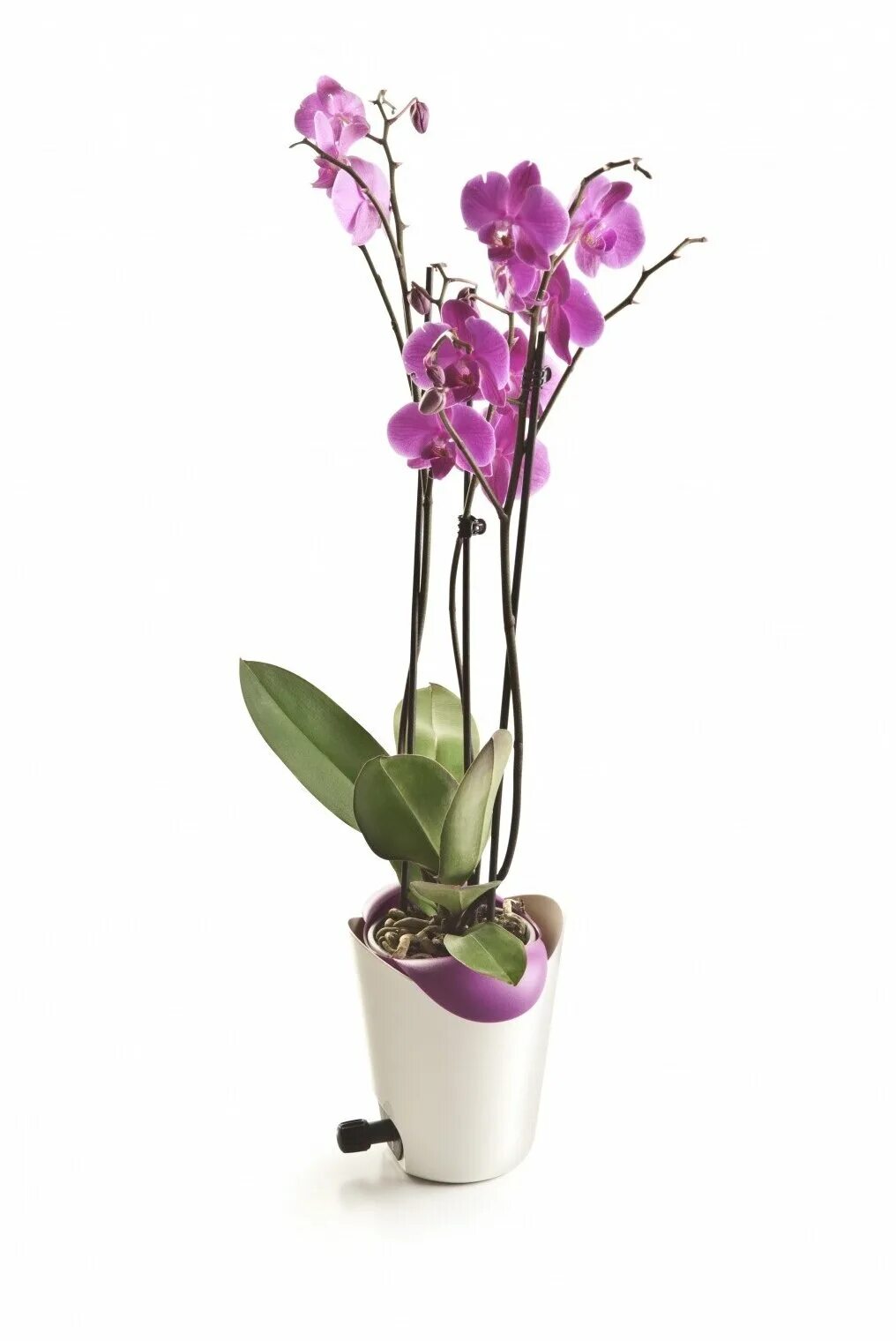 Орхидея претория. Кашпо biolan для орхидей ilo. Орхидея фаленопсис лисбоа. Фаленопсис бургундия. Орхидея фаленопсис в горшке.