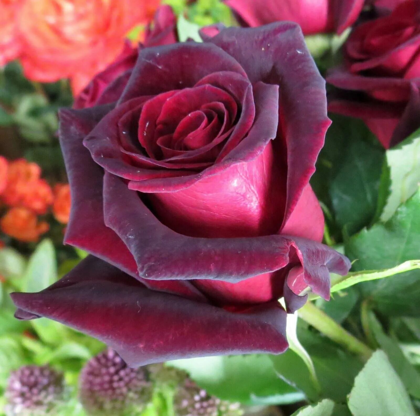 баккара цветы. баккара цветы. баккара цветы. баккара цветы. баккара цветы.