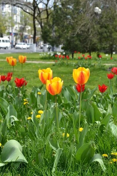 Горные тюльпаны в Новороссийске. Тюльпаны в Новороссийске фото. В Новороссийске цветут тюльпаны фото.