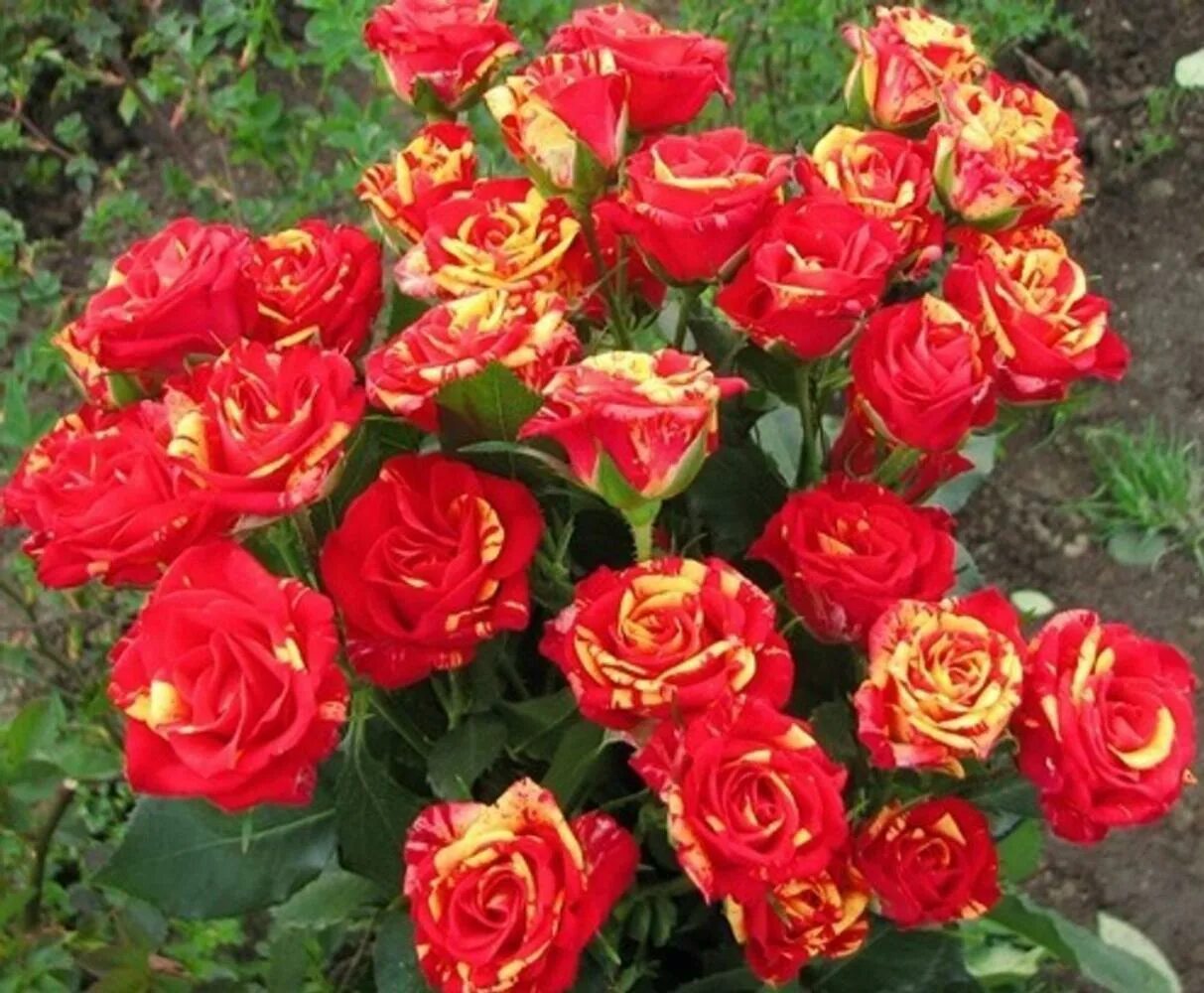 Флеш фаер. Роза флорибунда файер флеш. Флеш фаер. Роза флорибунда файер флеш. Роза бордюрная файер флэш.