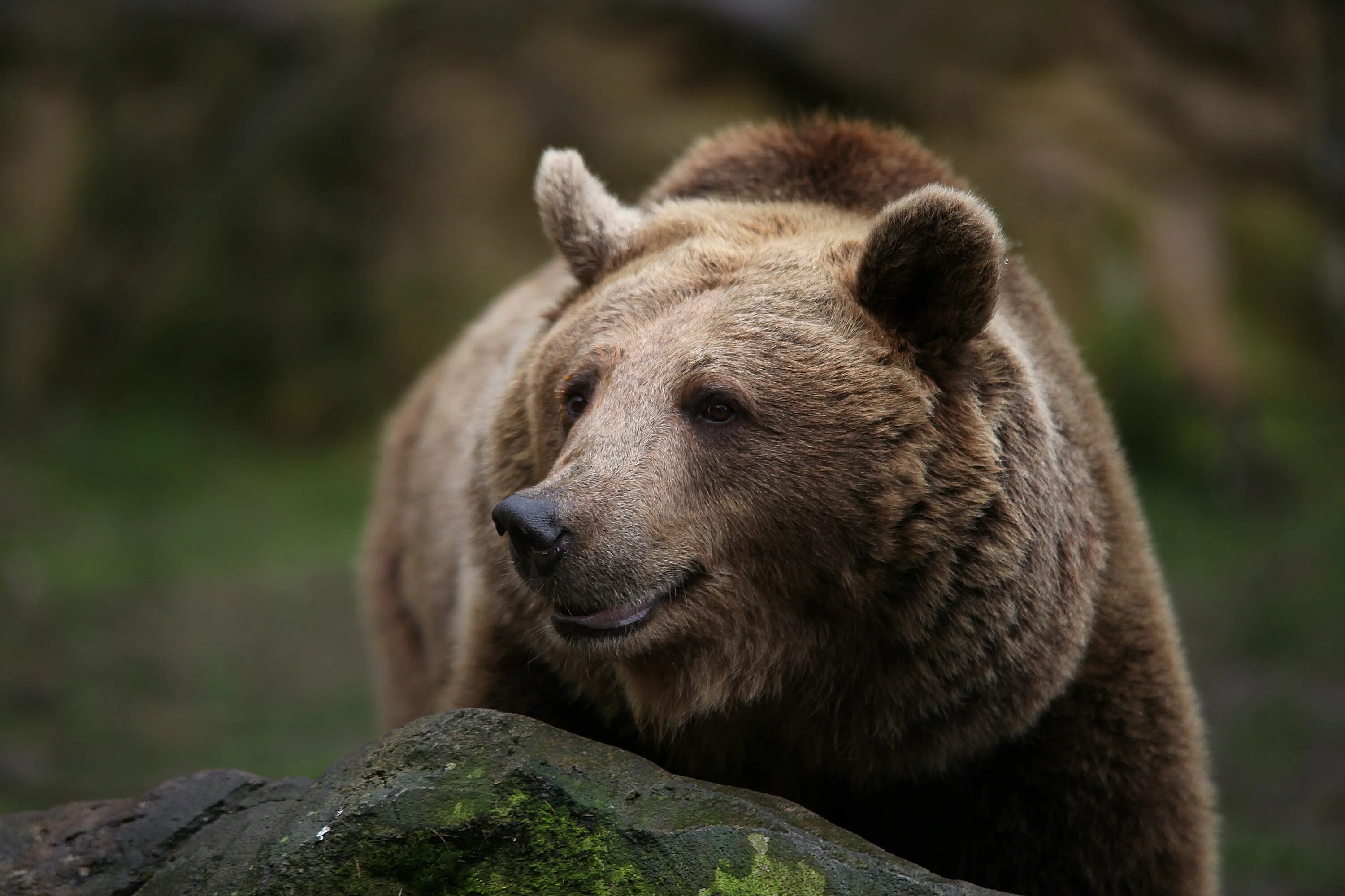Медведь Гризли. Бурый медведь. Медведь Гризли улыбается. Медведь улыбается.