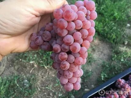 Сорт винограда сомерсет сидлис отзывы
