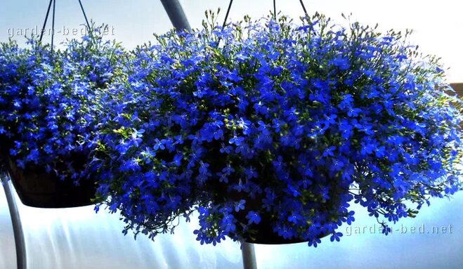Amazon.com: Trailing Lobelia Seeds