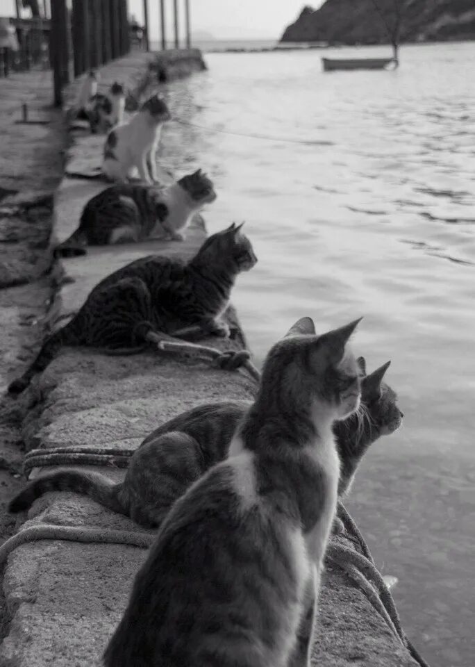 Сама в предвкушении. Коты. Котик на море. Коты в ожидании. Коты ждут.