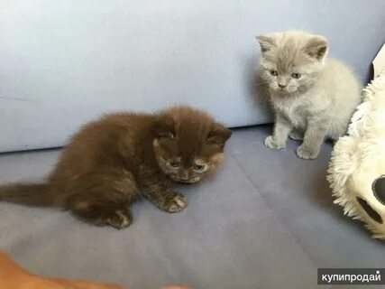 Авито старый оскол котята