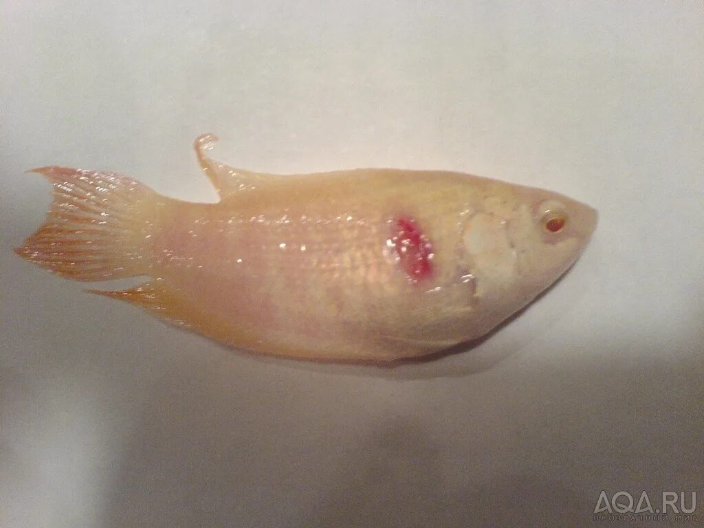 Пузыри на теле рыбы. Пузыри на теле рыбы. Пузыри на теле рыбы. Рыбка петушок ихтиофтириоз. Пузыри на теле рыбы.