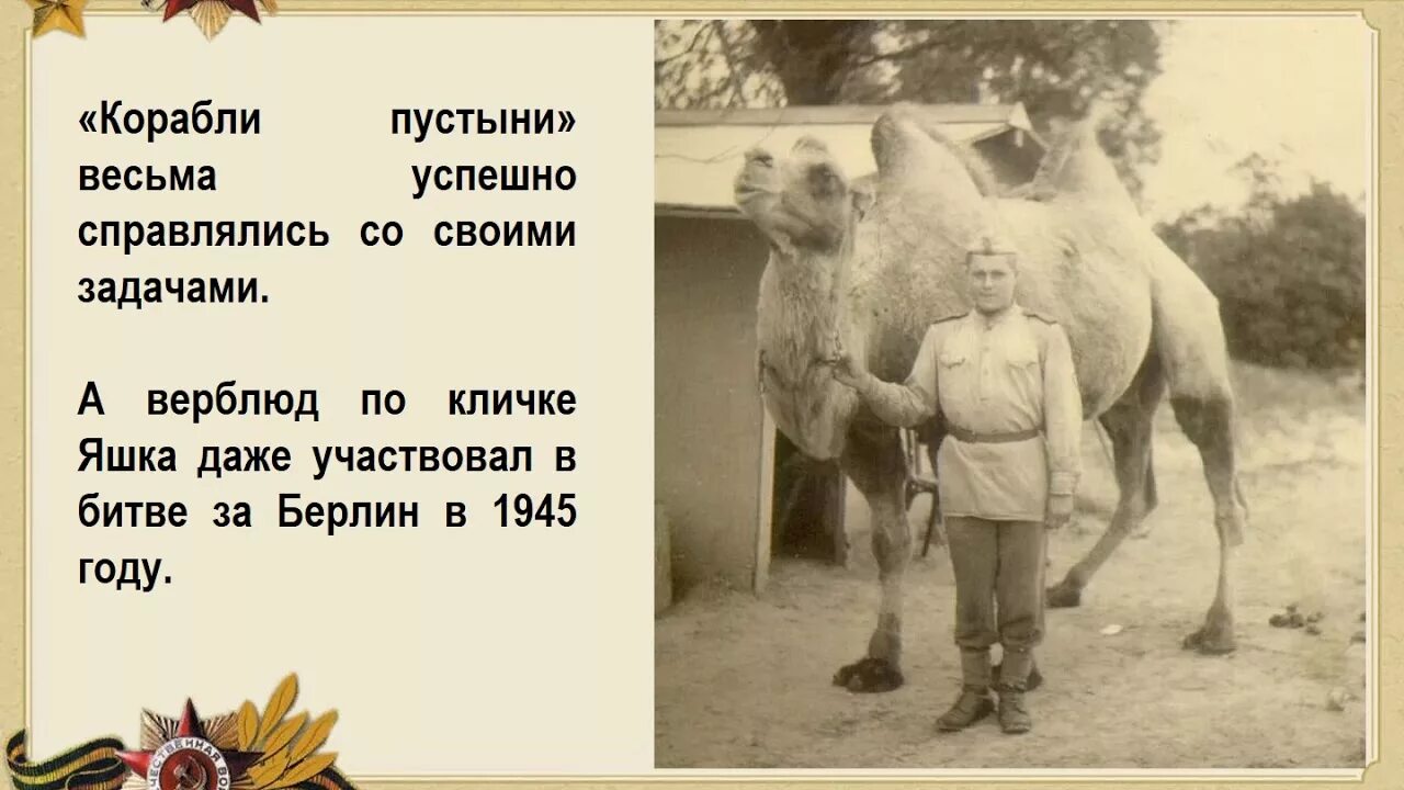 Яшка лось. Верблюд Яшка дошел до Берлина. Животные на войне. Верблюды на ВОВ 1941-1945.