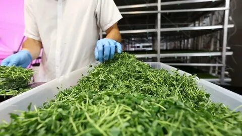 Local greens