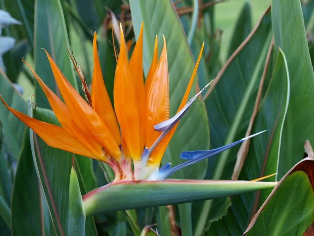 Strelitzia Reginae Стрелиция Королевская. Strelitzia Reginae (Стрелиция, Стрелиция). Цветок Strelitzia Reginae. Стрелиция королевская купить