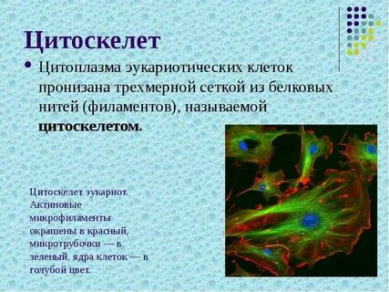 Цитоплазма эукариотической клетки