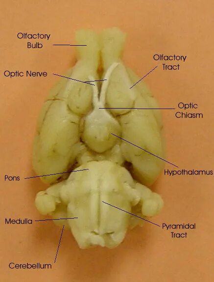 Головной мозг крысы строение схема. Схема головного мозга крысы. Мозги крысы. Головной мозг крысы строение схема. Гиппокамп крысы строение.