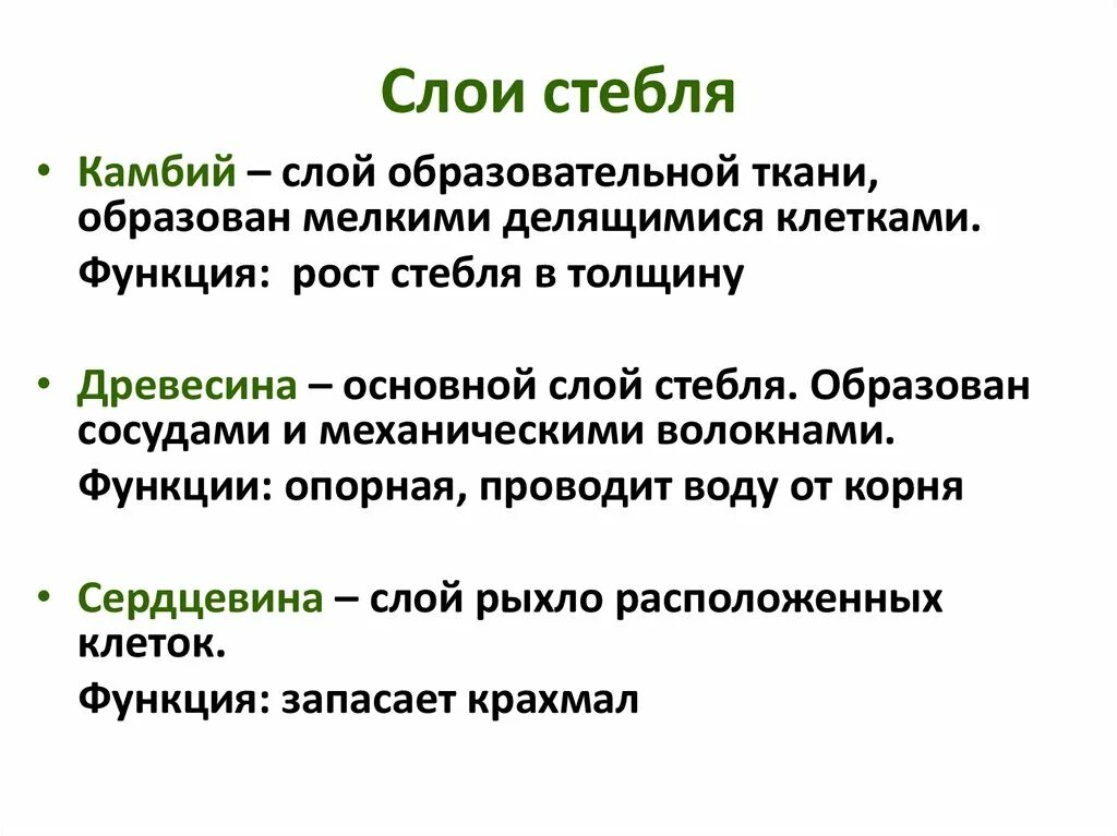 Какую функцию выполняет стебель 6 класс. Какую функцию выполняет стебель 6 класс