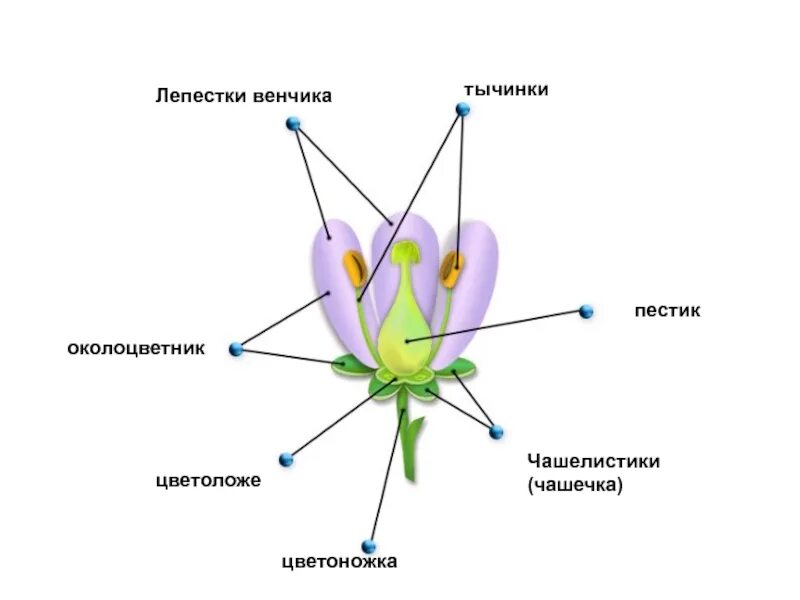 Цветок венчик зародыш какое понятие следует вписать. Строение цветка схема венчик. Строение цветка венчик. Строение цветка околоцветник схема. Чашелистики – лепестки – андроцей – гинецей.