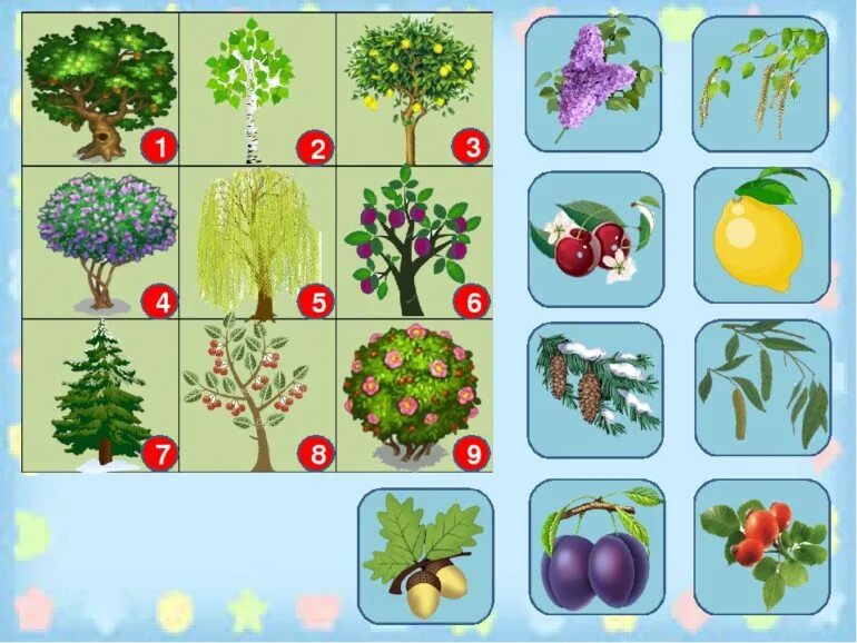 Цель дидактической игры по экологии. Деревья для дошкольников. Плодовые деревья для дошкольников. Деревья и плоды. Деревья и кустарники для дошкольников.