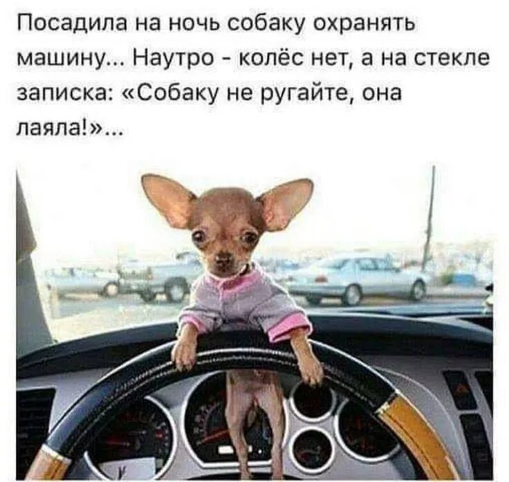Смешные собаки мемы. Собаки шутки. Собака карикатура. Собаки шутки. Анекдоты про собак смешные.