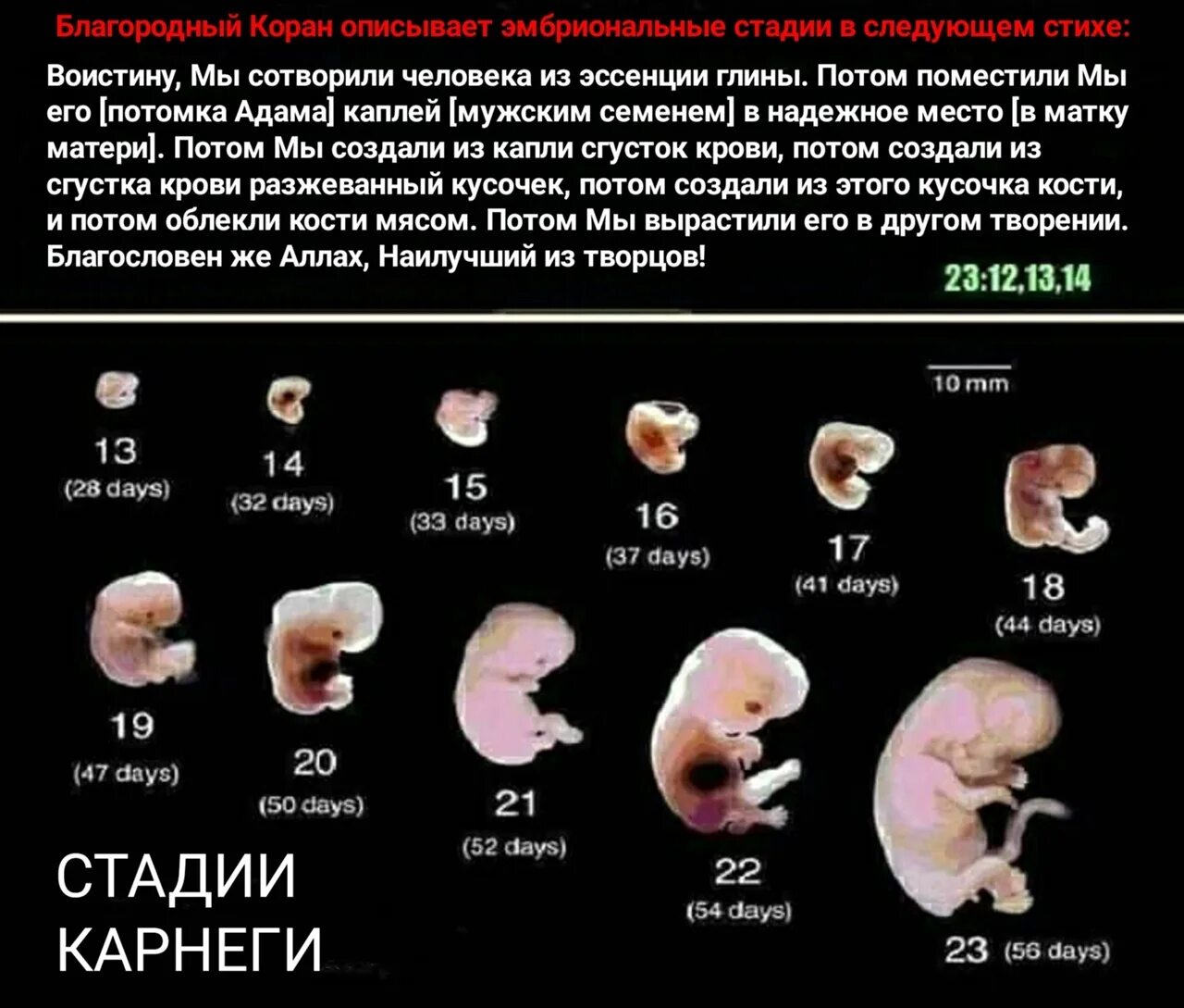 Через сколько плод после. Описание в Коране эмбриона. Стадии развития эмбриона человека. Этапы развития эмбриона человека по неделям в картинках.