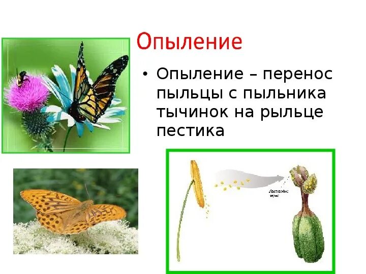 Опыление растений насекомыми это пример фактора Картинки ОПЫЛЕНИЕ ПРО