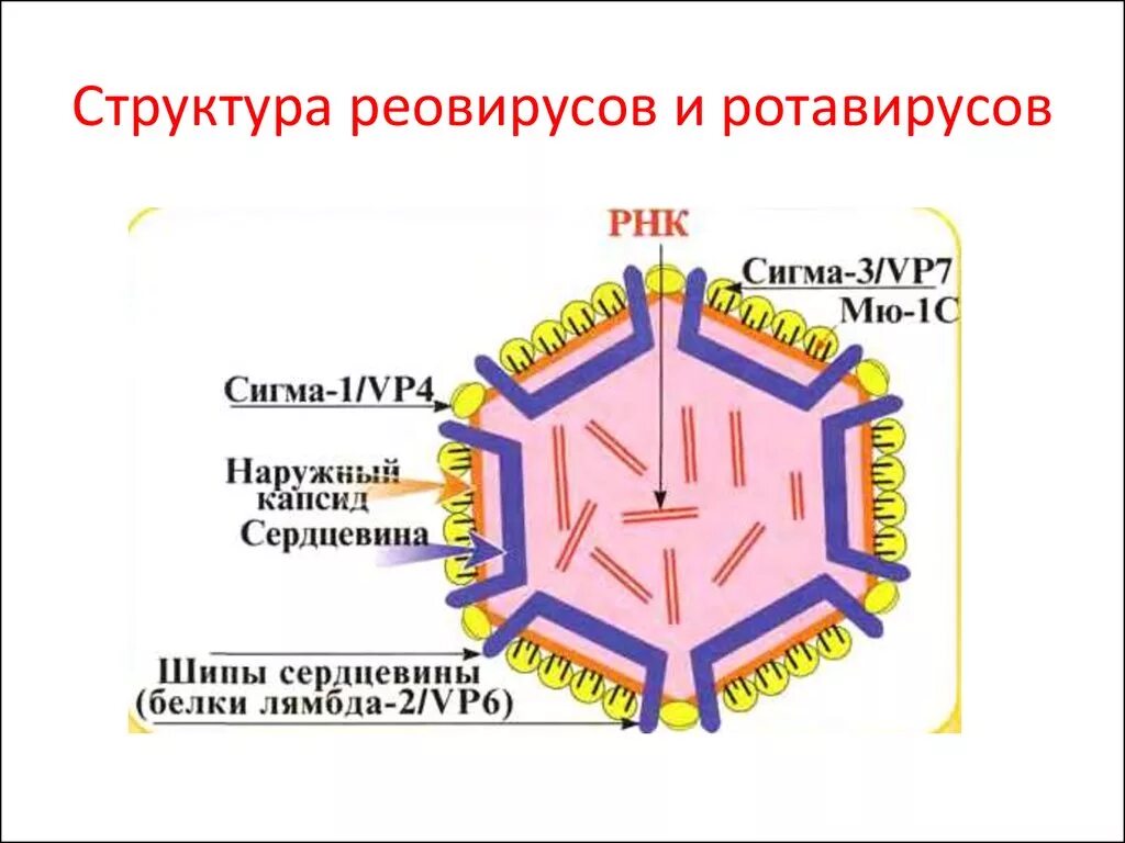 Ротавирус строение вириона. Структура вириона ротавируса. Вирус семейства Reoviridae, рода rotavirus.. Ротавирус морфология вириона.