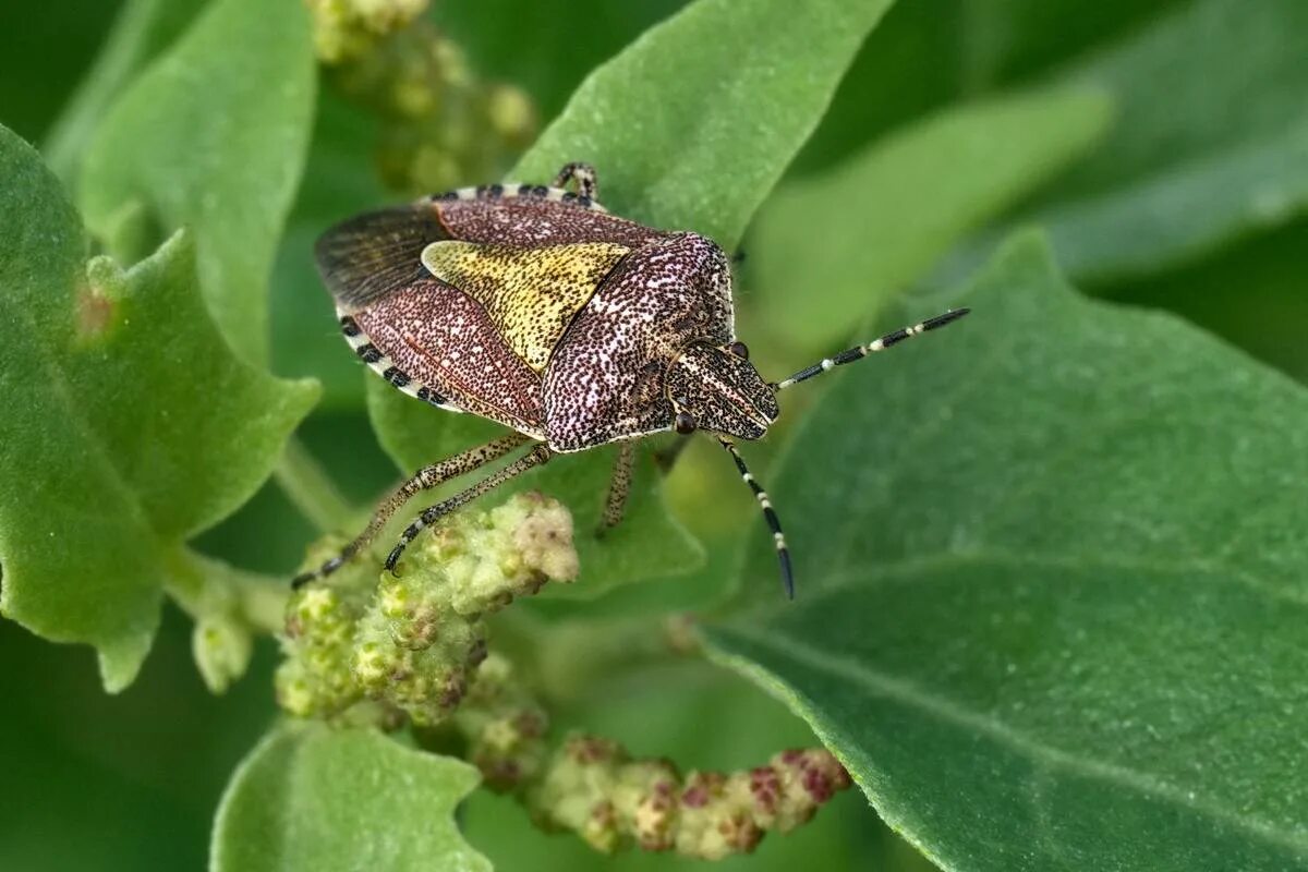 Клоп щитник ягодный какое развитие. Клоп ягодный Dolycoris baccarum. Dolycoris baccarum - щитник ягодный. Щитник пурпурнокрылый. Жук щитник.