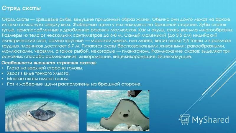 скаты хрящевые рыбы строение.